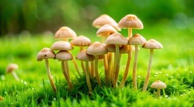 Тест для грибников: определите съедобные и несъедобные грибы